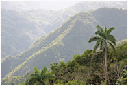 Innenansichten Kuba`s: Regenwald ganz im Osten der Insel - Foto-Ausstellung von Peter Wiedenmann