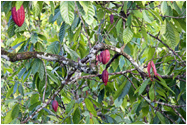 Innenansichten Kuba`s: Kakao-Baum bei Baracoa - Foto-Ausstellung von Peter Wiedenmann