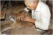 Innenansichten Kuba`s: Herstellung einer Zigarre, Tabakplantage Alejandro-Robaino, Pinar del Rio