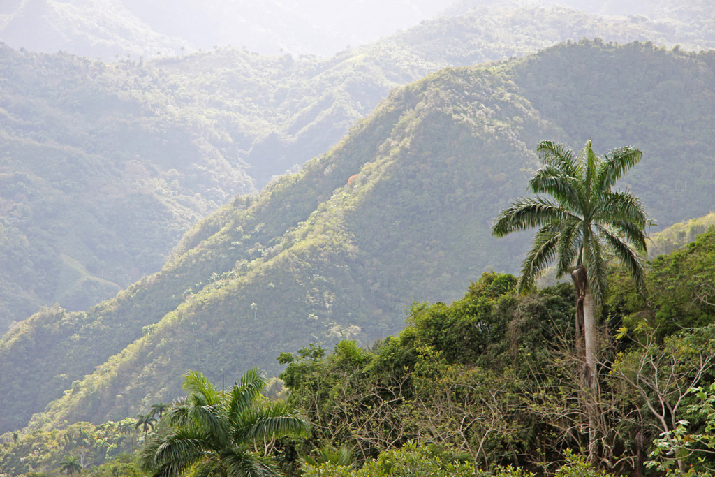Innenansichten Kuba`s: Regenwald ganz im Osten der Insel - Foto-Ausstellung von Peter Wiedenmann
