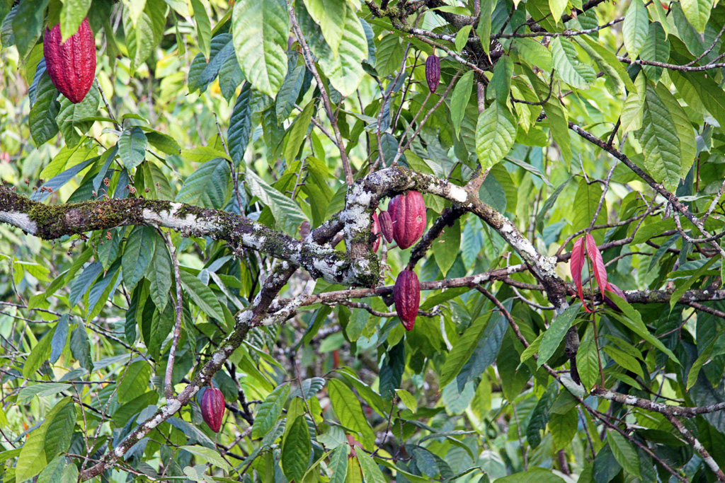 Innenansichten Kuba`s: Kakao-Baum bei Baracoa - Foto-Ausstellung von Peter Wiedenmann