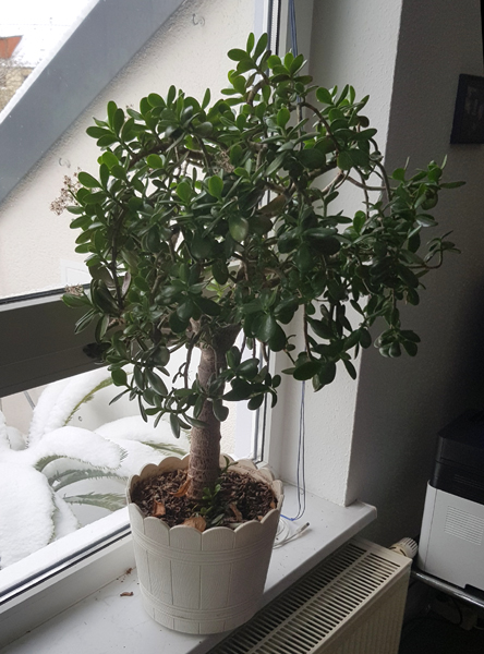 Luise Jost - Lieblingspflanze: "Geldbaum" auch "Pfennigbaum" genannt