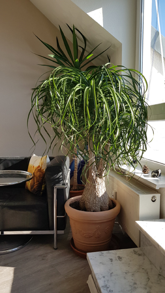 Wolfgang Boelter - Elefantenfu